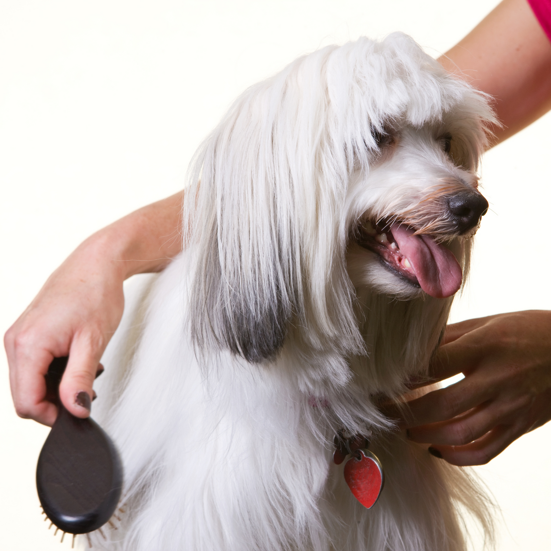 Comment choisir sa brosse pour chien